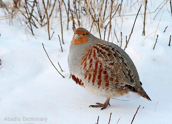 grey partridge